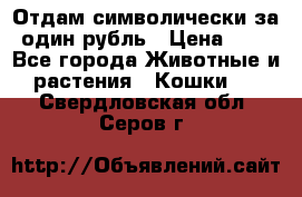 Отдам символически за один рубль › Цена ­ 1 - Все города Животные и растения » Кошки   . Свердловская обл.,Серов г.